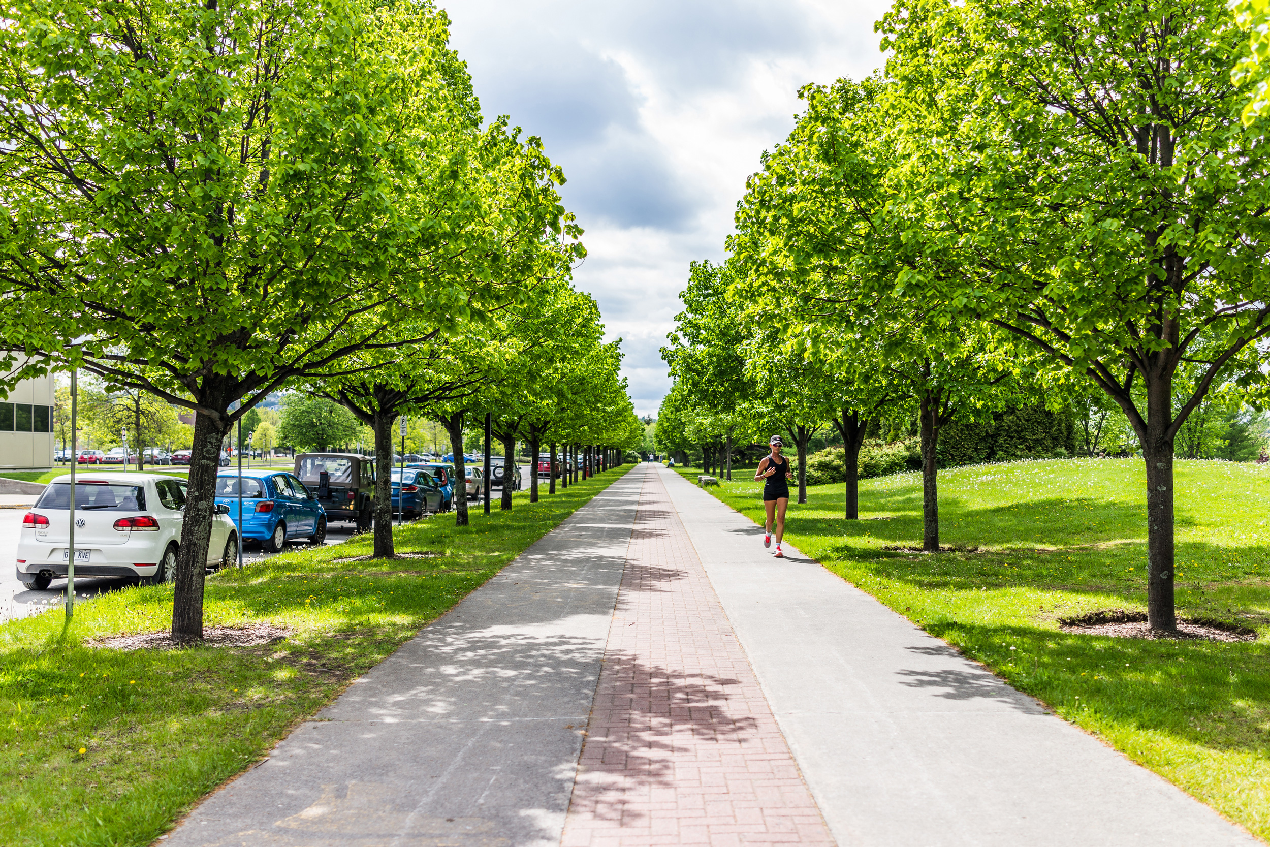 Près de 400 arbres bientôt plantés Avenue des Falaises à Val-de-Reuil !
